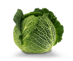 Savoy cabbage